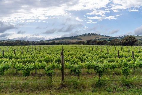 Domaine Asmara